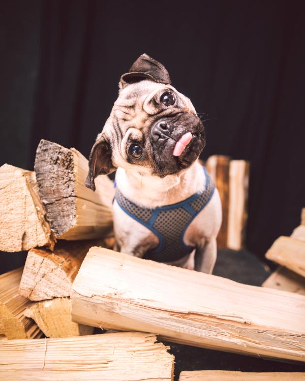 /images/uploads/pug nation rescue of los angeles/2018pugnation/entries/6076thumb.jpg